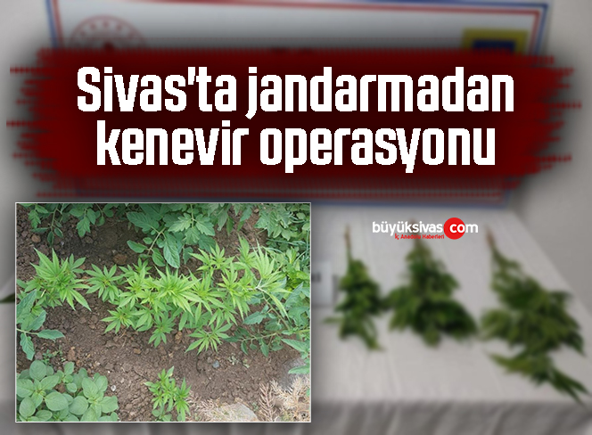 kenevir