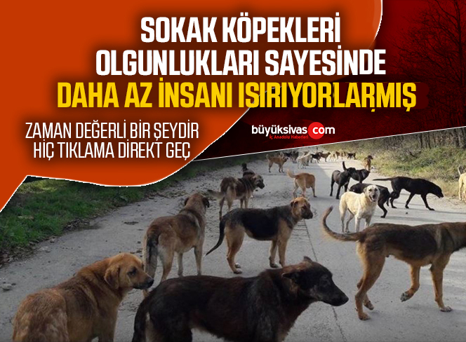 sokak köpekleri