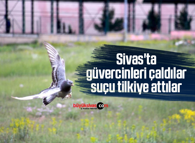 Sivas’ta güvercinleri çaldılar, suçu tilkiye attılar