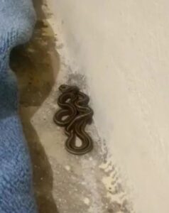 Yılanlı evde korkulu yaşam