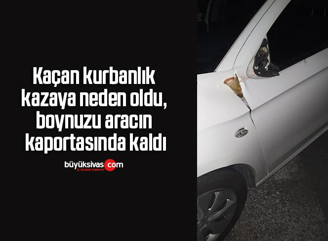 Kaçan kurbanlık kazaya neden oldu, boynuzu aracın kaportasında kaldı