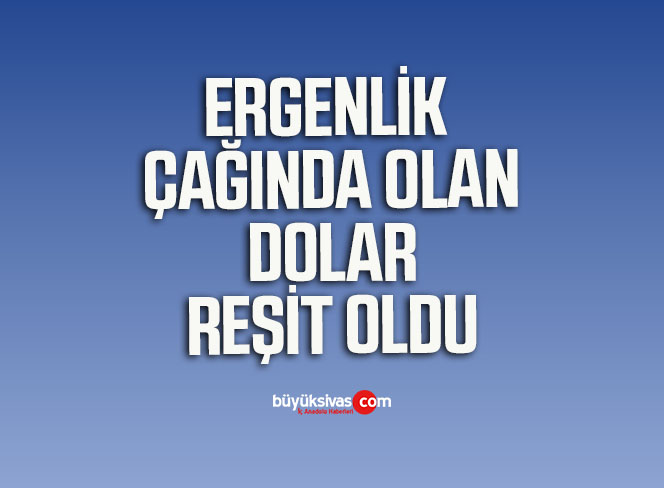 DOLAR