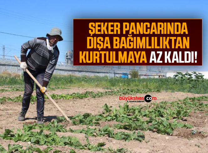 ŞEKER PANCARI