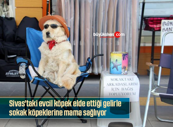evcil köpek