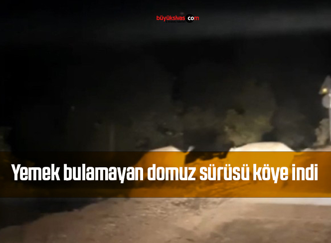 Yemek bulamayan domuz sürüsü köye indi