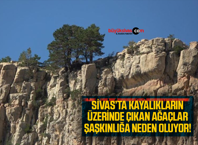 Sivas’ta kayalıkların üzerinde yetişen ağaçlar şaşkınlığa neden oluyor