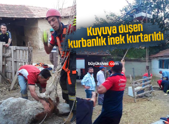 kurbanlık inek