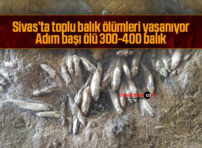Sivas’ta toplu balık ölümleri tedirgin ediyor