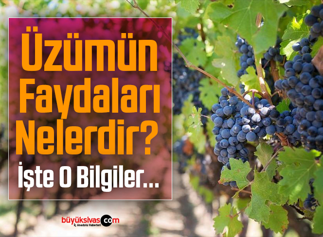 üzümün fayfaları