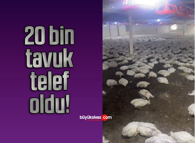 20 bin tavuk telef oldu!