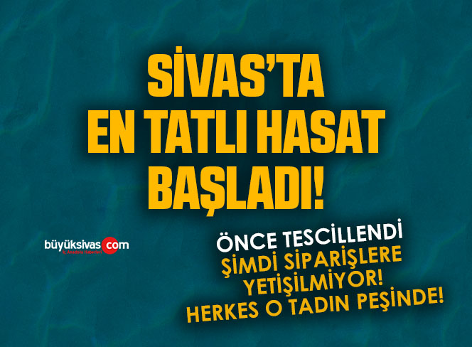 Sivas’ta en tatlı hasat başladı