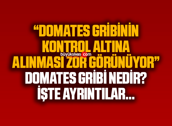 DOMATES GRİBİ