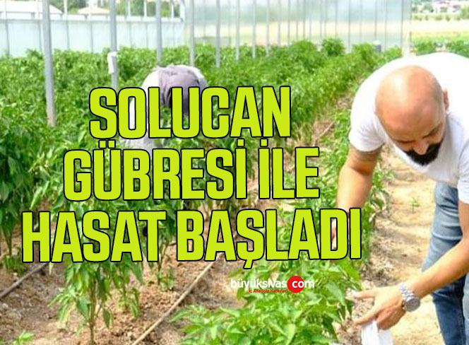 Solucan gübresiyle üretilen ürünlerin hasadına başlandı