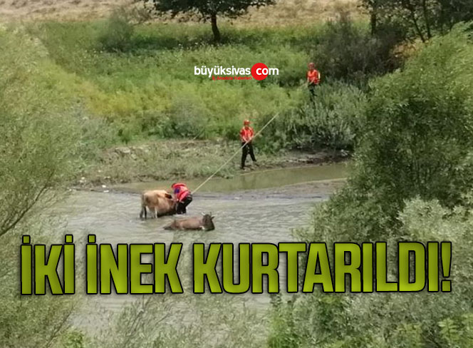 İNEK