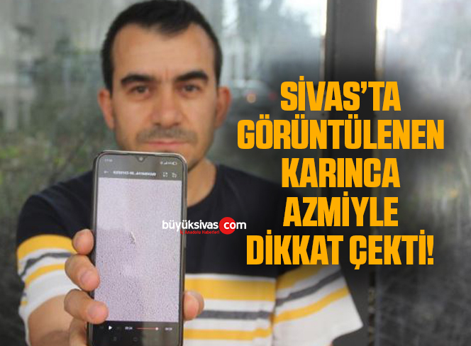 Sivas’ta görüntülenen karınca azmiyle dikkat çekti