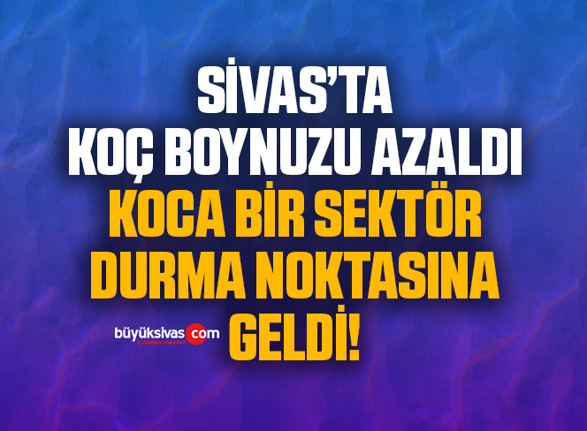 KOÇ BOYNUZU