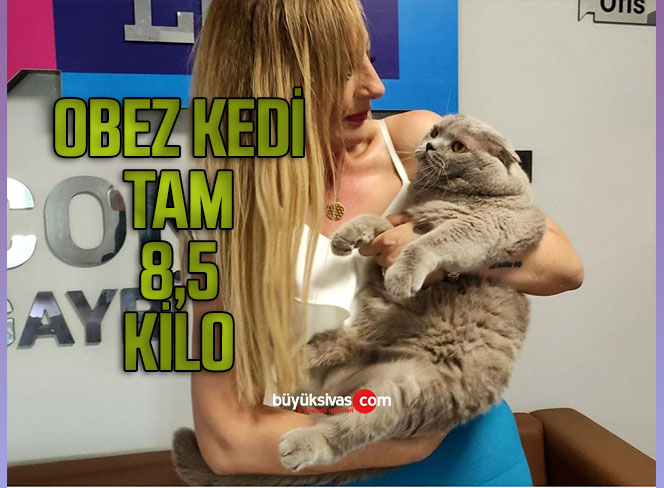 Obez kedi tam 8,5 kilo ağırlığında