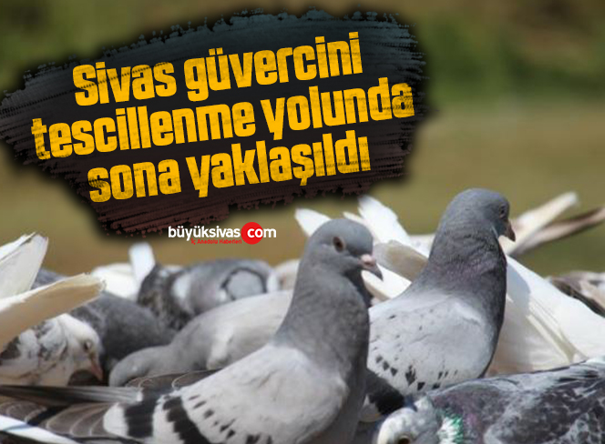 Sivas güvercini tescillenme yolunda, sona yaklaşıldı