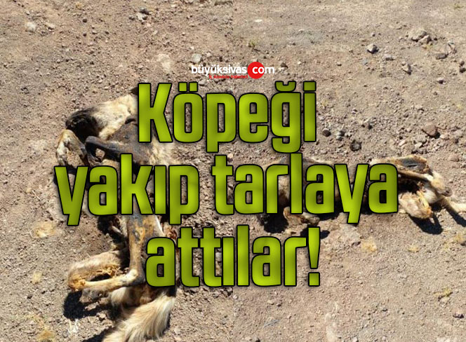 Köpeği yakıp tarlaya attılar!
