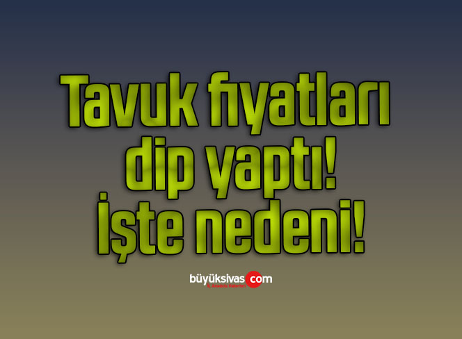 tavuk