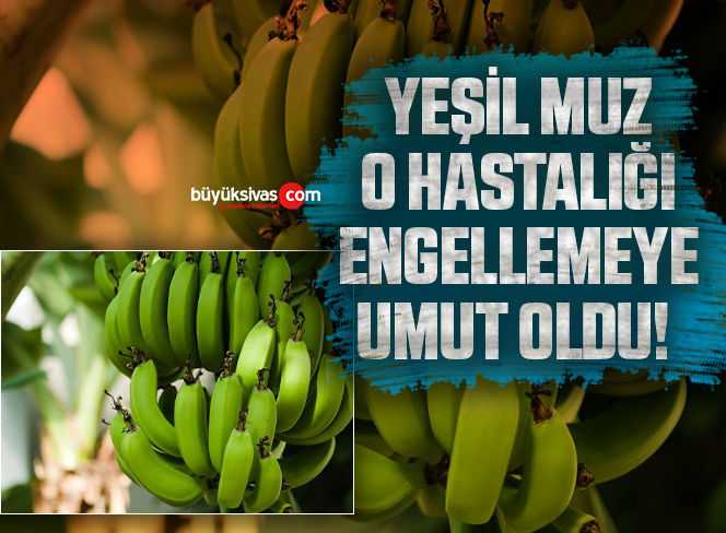 Yeşil muz kanseri engellemede umut oldu!