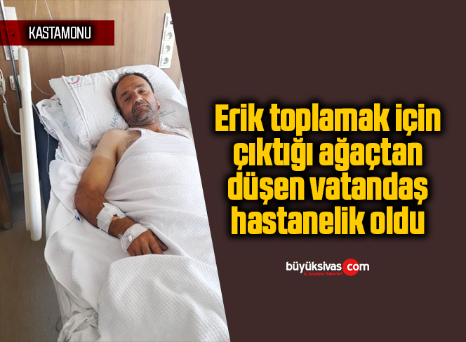 Erik toplamak için çıktığı ağaçtan düşen vatandaş hastanelik oldu