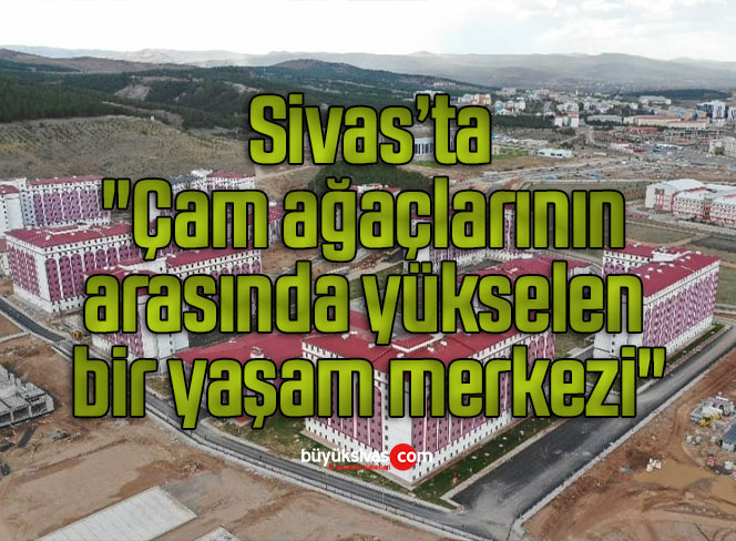 çam