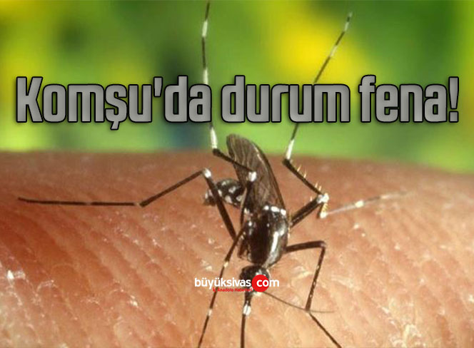 durum