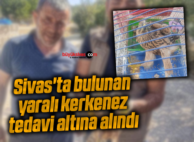 Sivas’ta bulunan yaralı kerkenez tedavi altına alındı