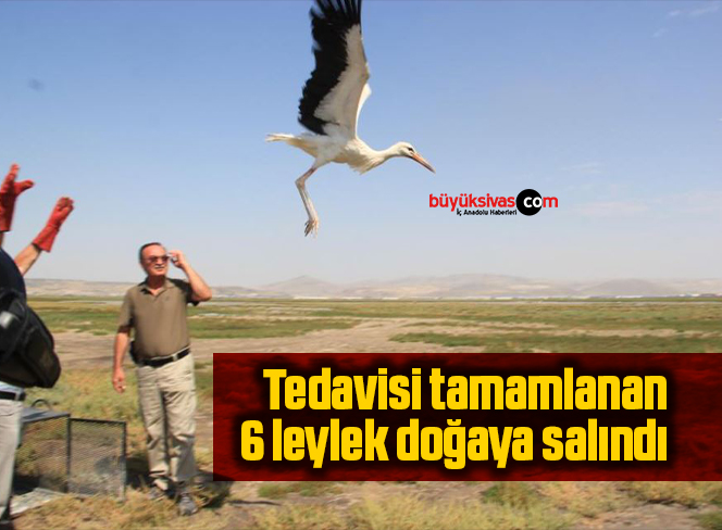 leylek