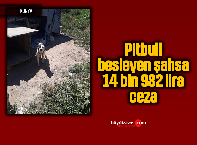 Pitbull besleyen şahsa 14 bin 982 lira ceza