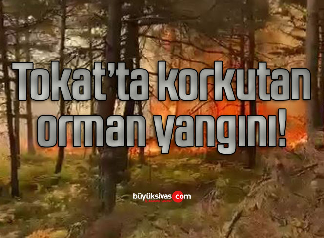 Tokat’ta korkutan orman yangını!