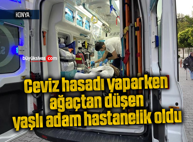 Ceviz hasadı yaparken ağaçtan düşen yaşlı adam hastanelik oldu