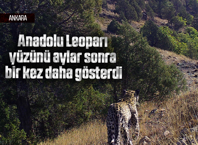 Anadolu Leoparı yüzünü aylar sonra bir kez daha gösterdi