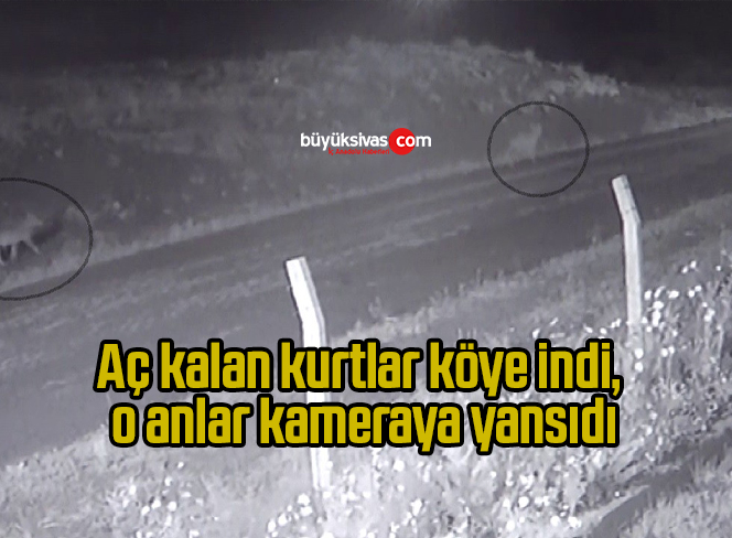 Aç kalan kurtlar köye indi, o anlar kameraya yansıdı
