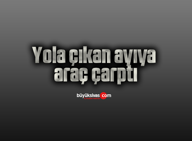 Yola çıkan ayıya araç çarptı