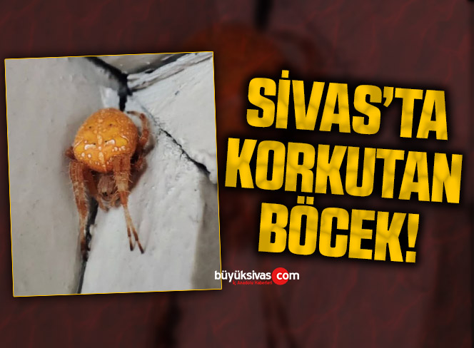 BÖCEK