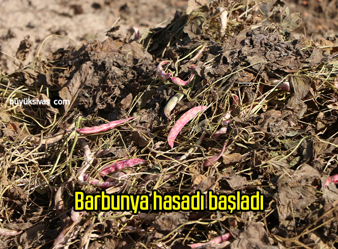 Barbunya hasadı başladı