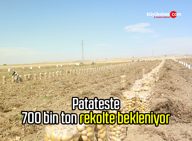 Patateste 700 bin ton rekolte bekleniyor