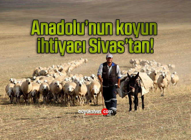 Anadolu’nun koyun ihtiyacı Sivas’tan!