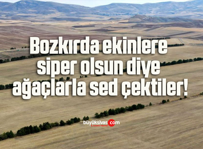 Bozkırda ekinlere siper olsun diye ağaçlarla sed çektiler!