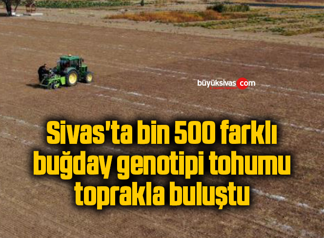 Sivas’ta bin 500 farklı buğday genotipi tohumu toprakla buluştu