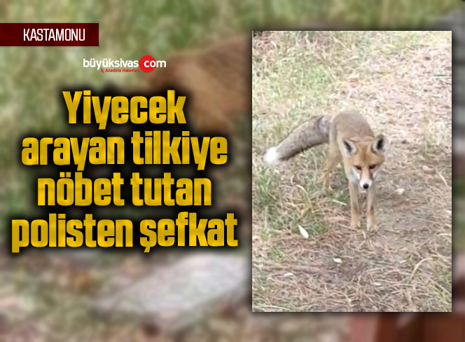 Yiyecek arayan tilkiye nöbet tutan polisten şefkat