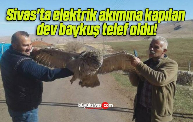 Sivas’ta elektrik akımına kapılan dev baykuş telef oldu!