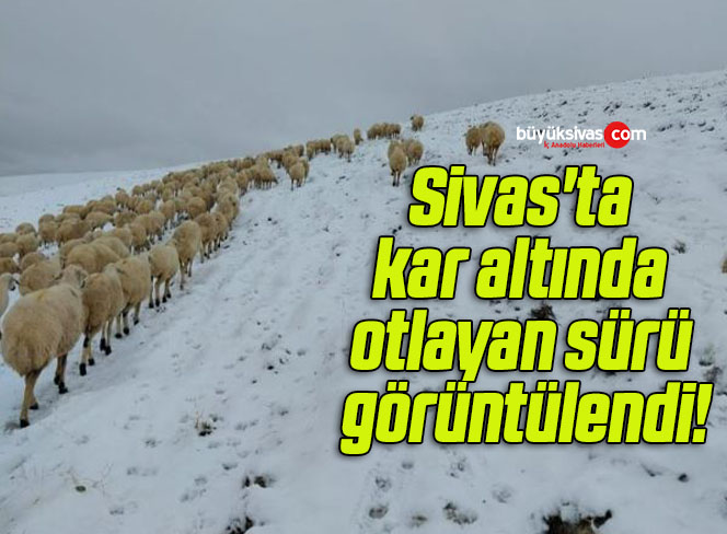Sivas’ta kar altında otlayan sürü görüntülendi!