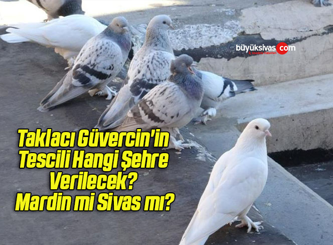 Taklacı Güvercin’in Tescili Hangi Şehre Verilecek? Mardin mi Sivas mı?