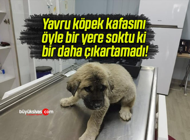 Yavru köpek kafasını öyle bir yere soktu ki bir daha çıkartamadı!