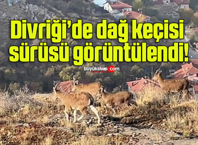 Divriği’de dağ keçisi sürüsü görüntülendi!