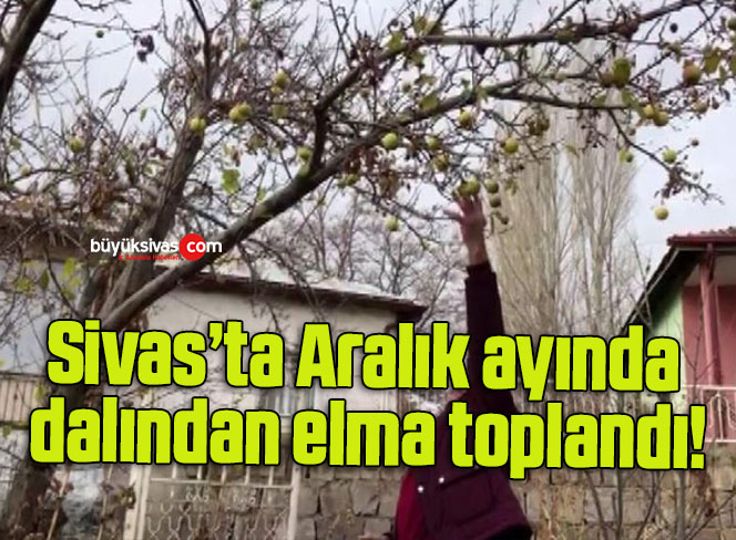 Sivas’ta Aralık ayında dalından elma toplandı!
