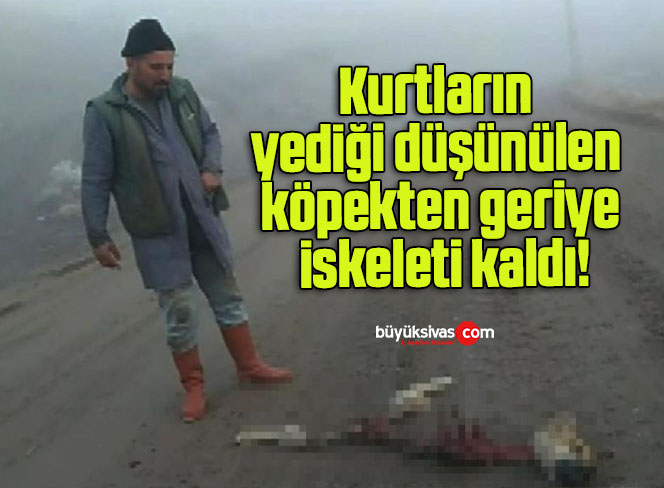 Kurtların yediği düşünülen köpekten geriye iskeleti kaldı!